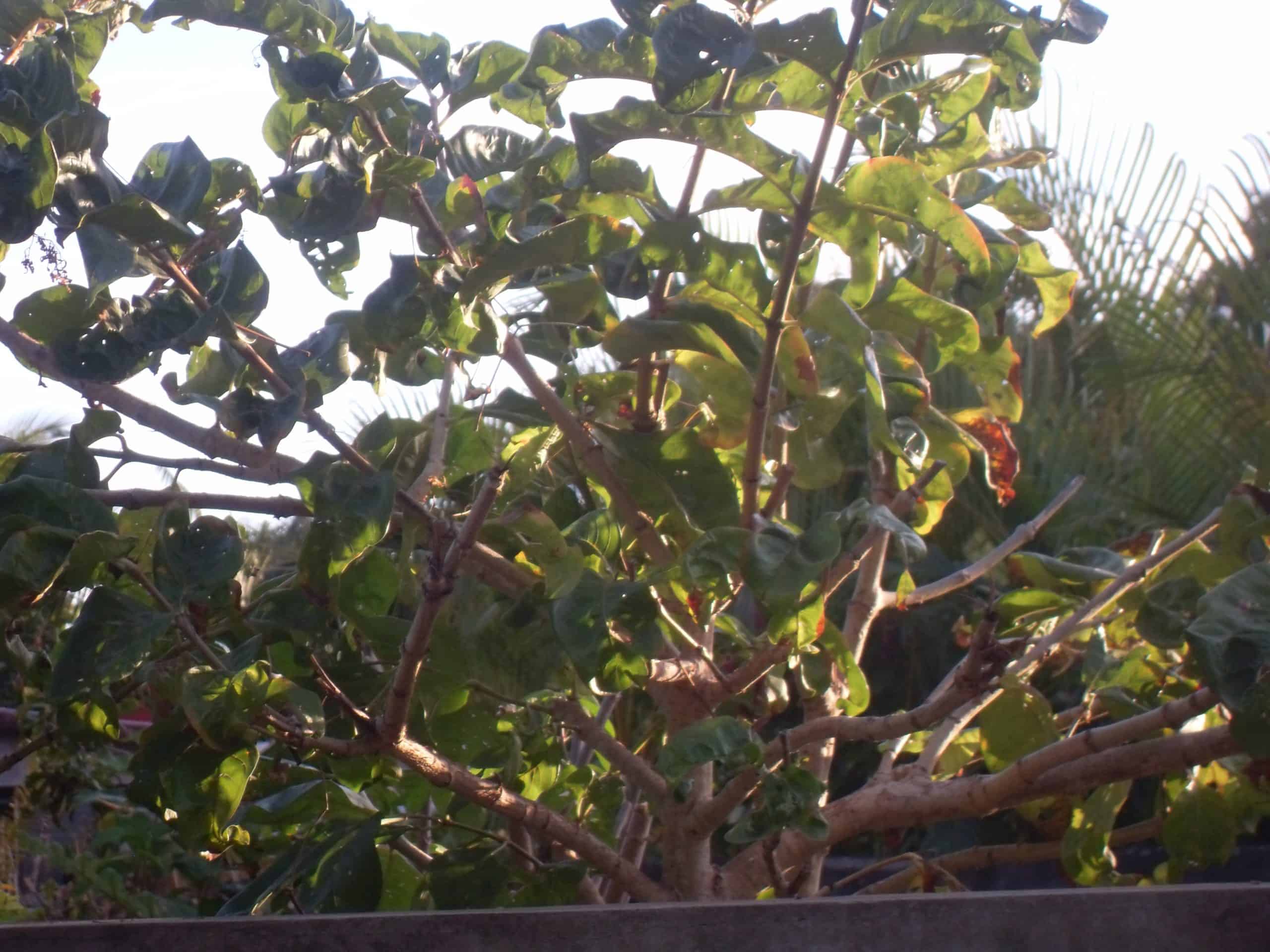 madagascar fruits and vegetables
