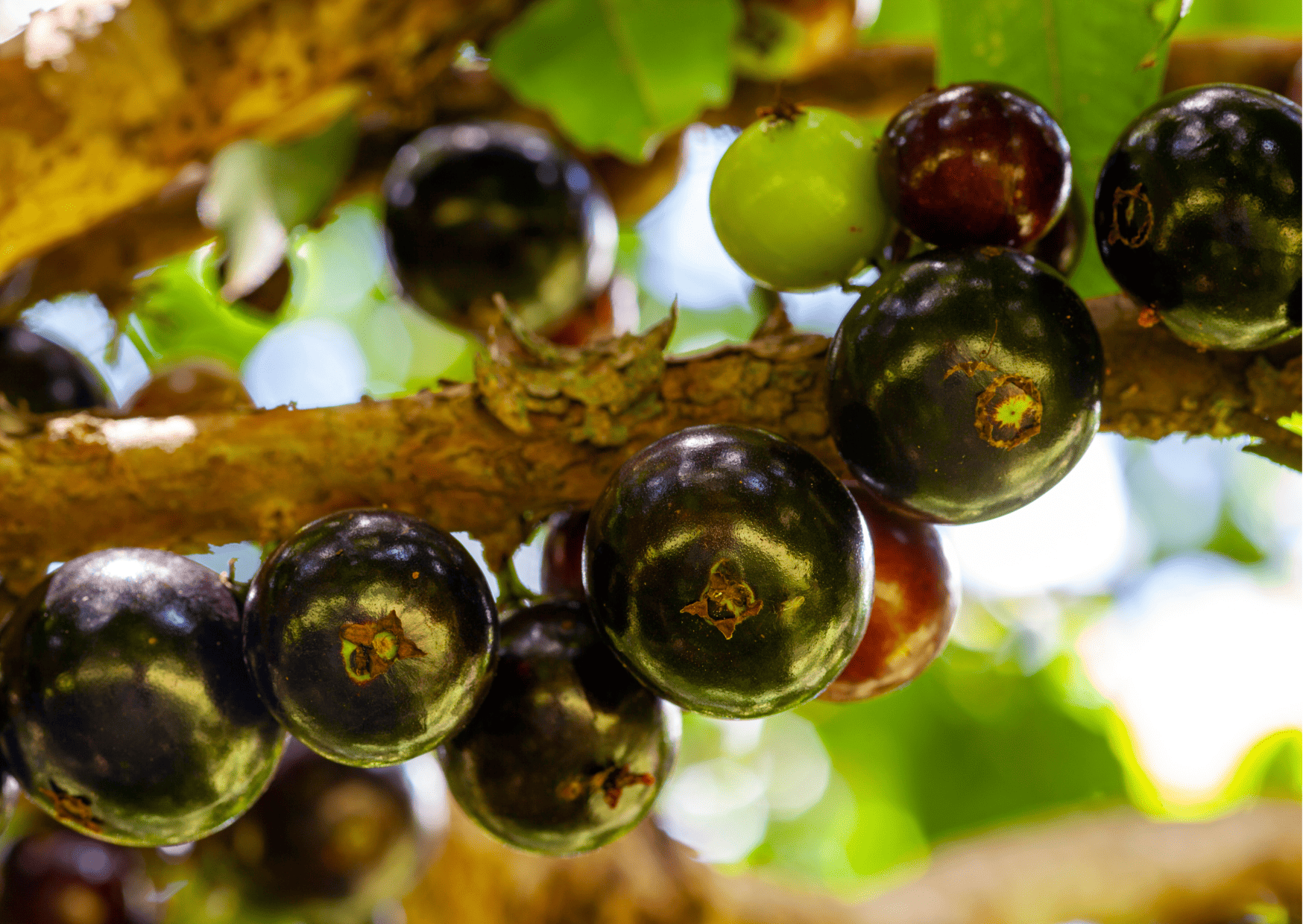madagascar fruits and vegetables