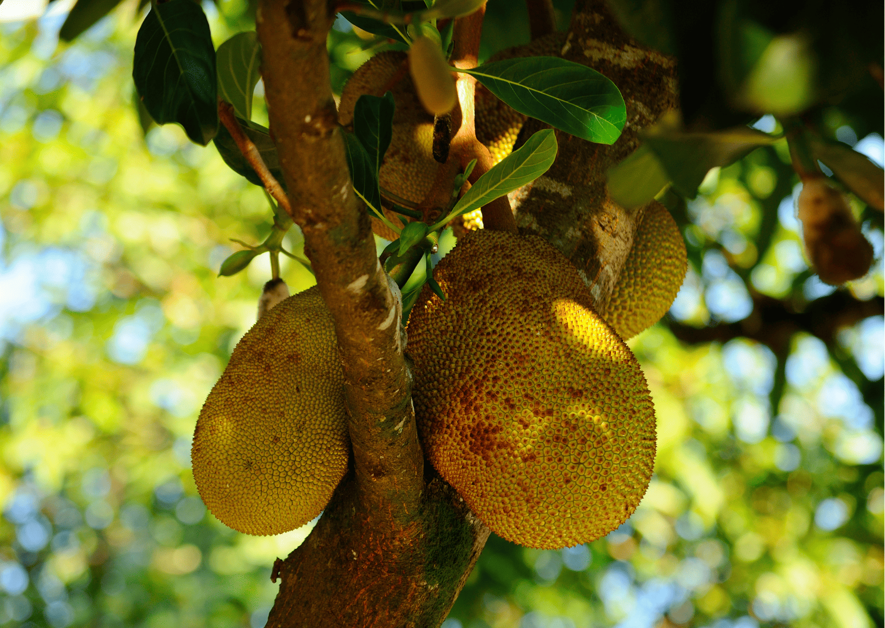 madagascar fruits and vegetables