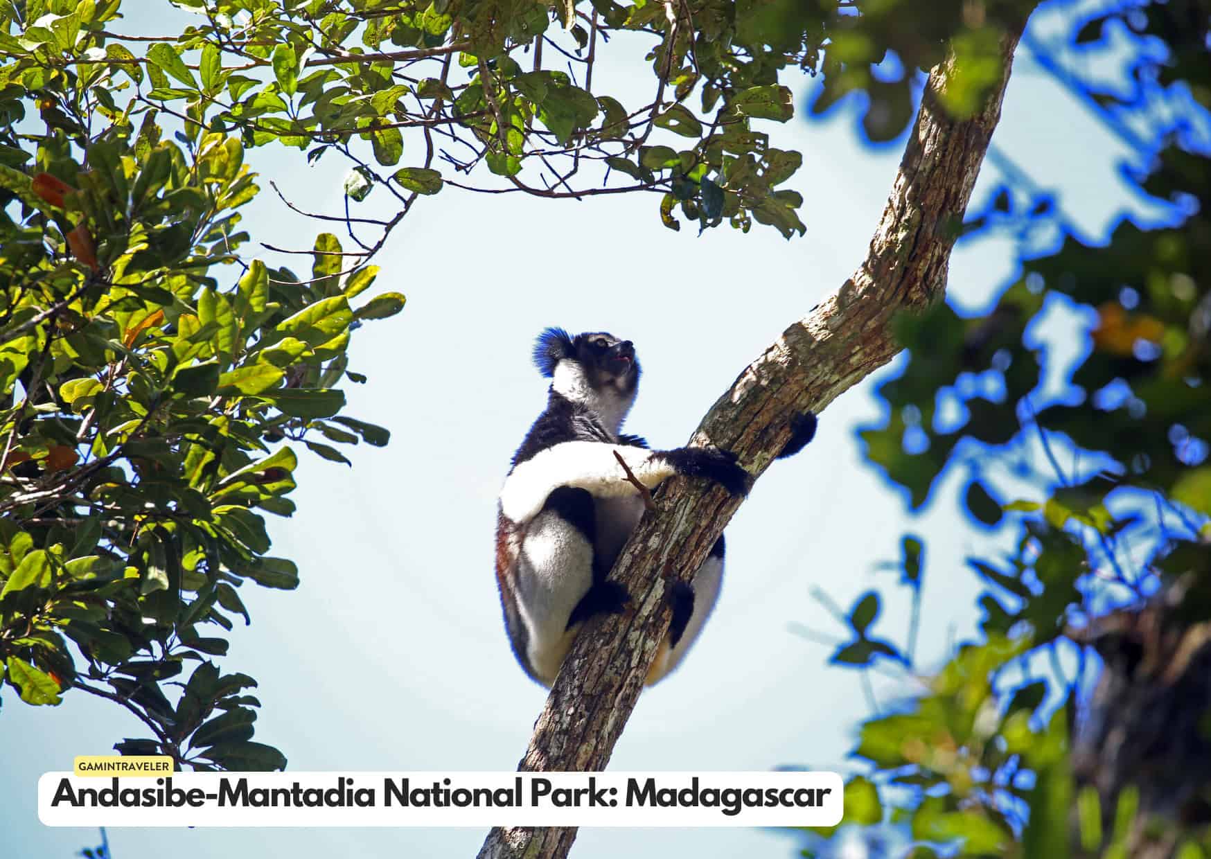 Andasibe Mantadia National Park in Madagascar Safaris around the world