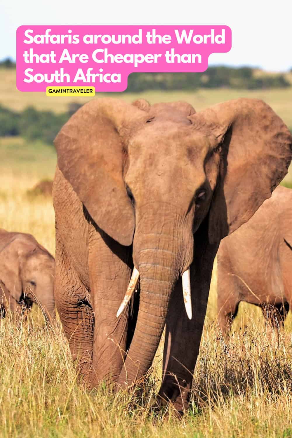 Cant Afford an African Safari Explore These Stunning Budget Friendly Alternatives