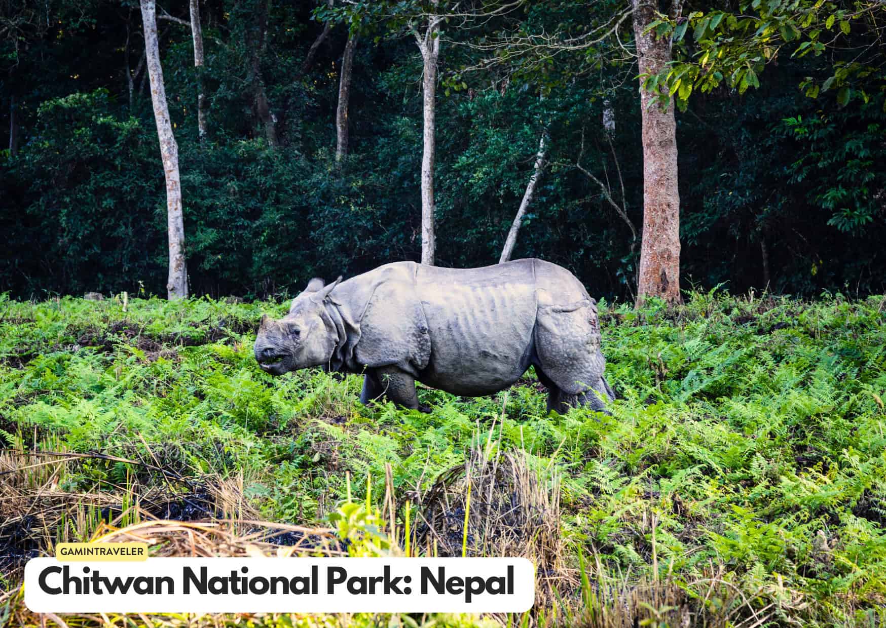 Can't Afford an African Safari? 10 Safaris Around the World Cheaper Than An African Safari