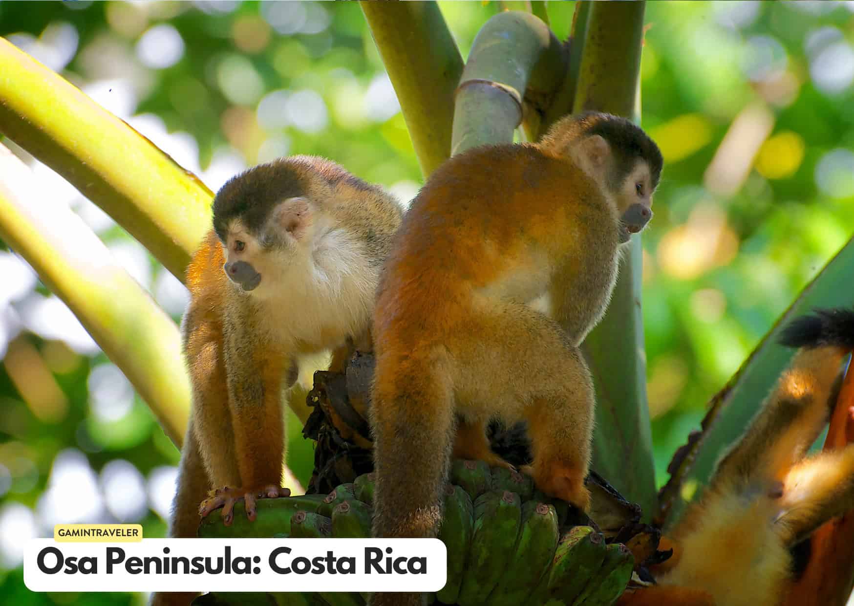 Osa Peninsula in Costa Rica Safaris around the world
