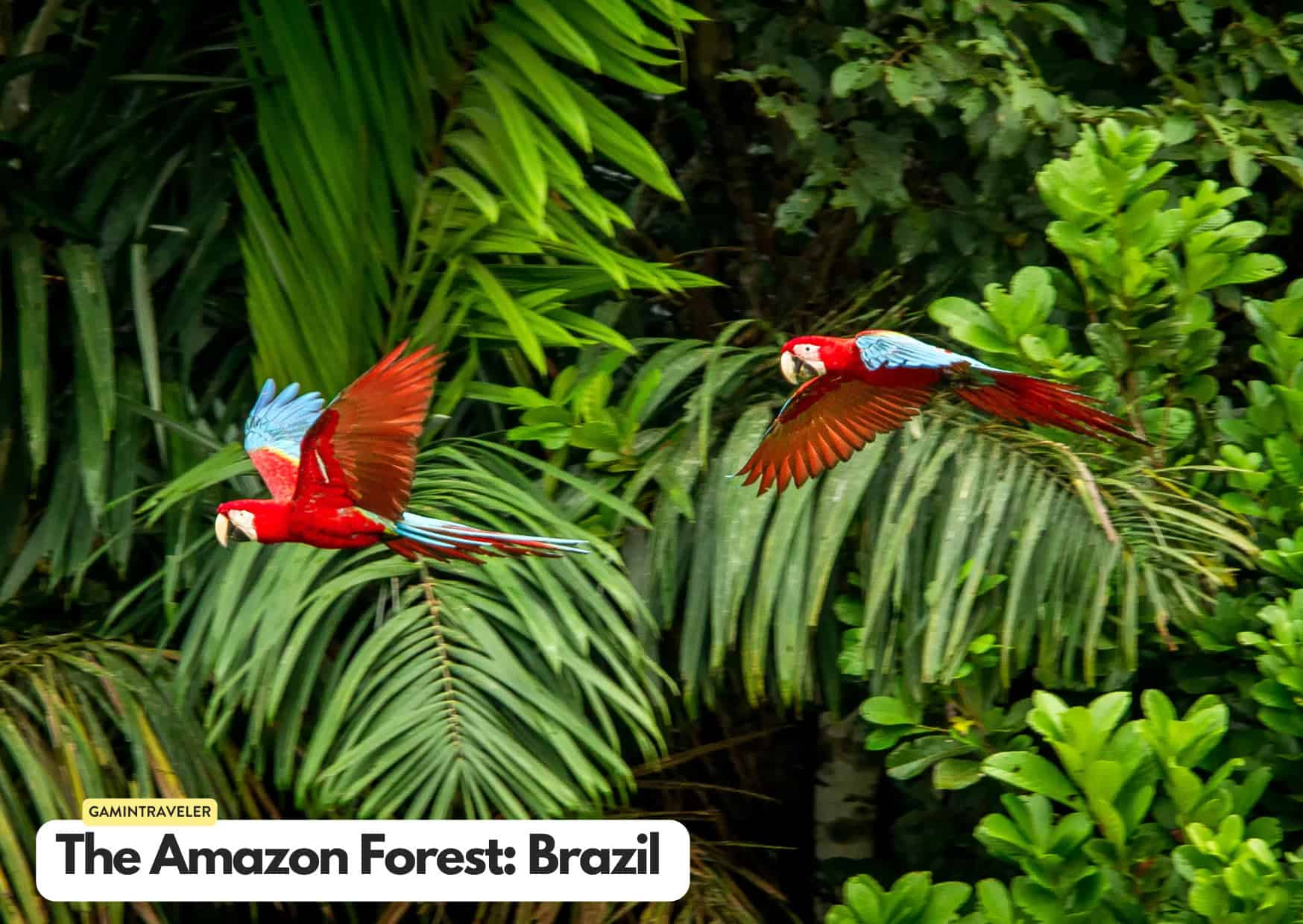 Can't Afford an African Safari? 10 Safaris Around the World Cheaper Than An African Safari