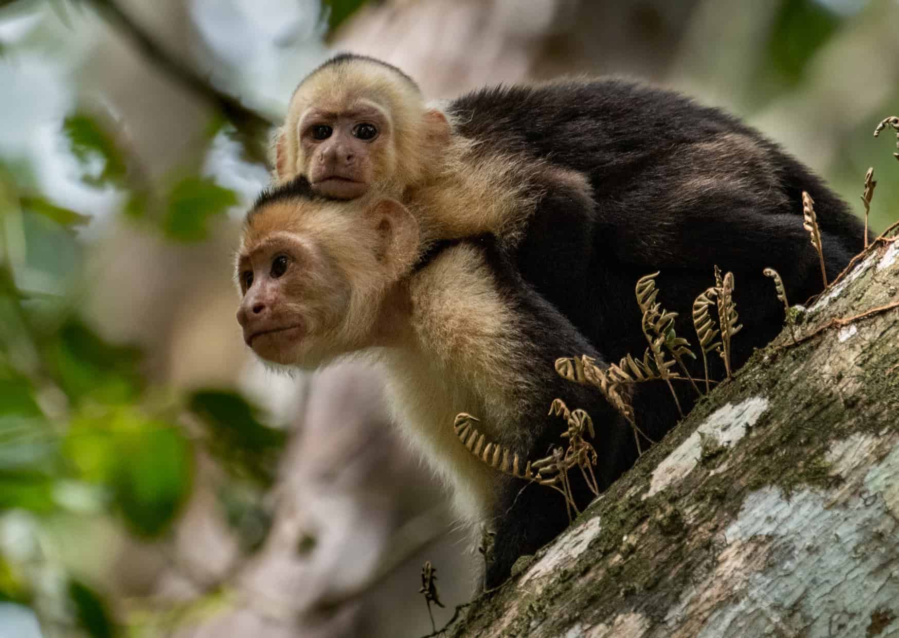 Don’t Do This in Costa Rica: 20 Things Not to Do in Costa Rica, 15 Culture Shocks for Americans in Costa Rica