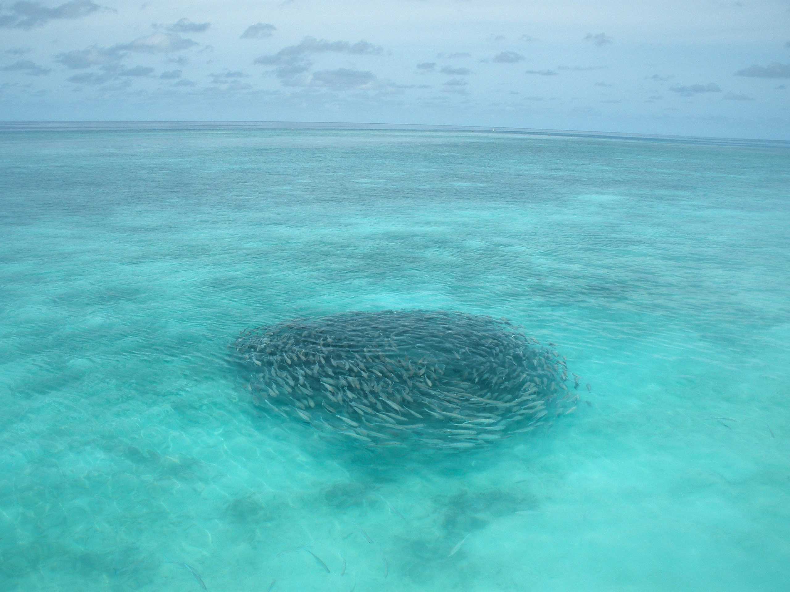 Veligandu Beach in Veligandu Island in the Maldives scaled