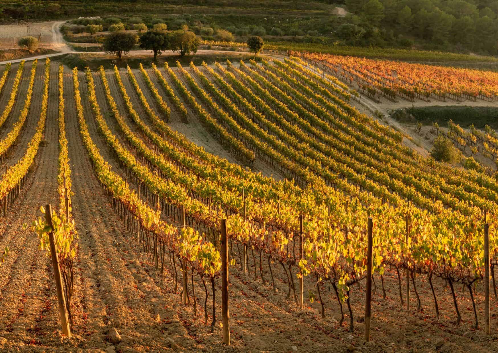 wine