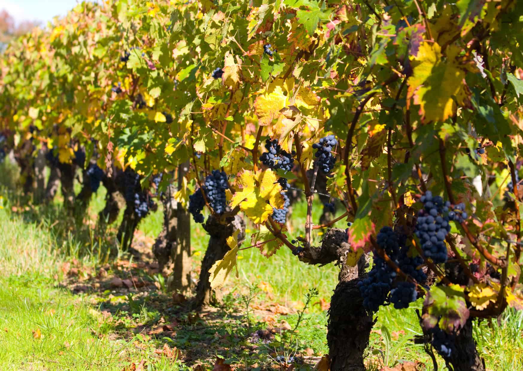 Foodie Guide to Autumn in Europe