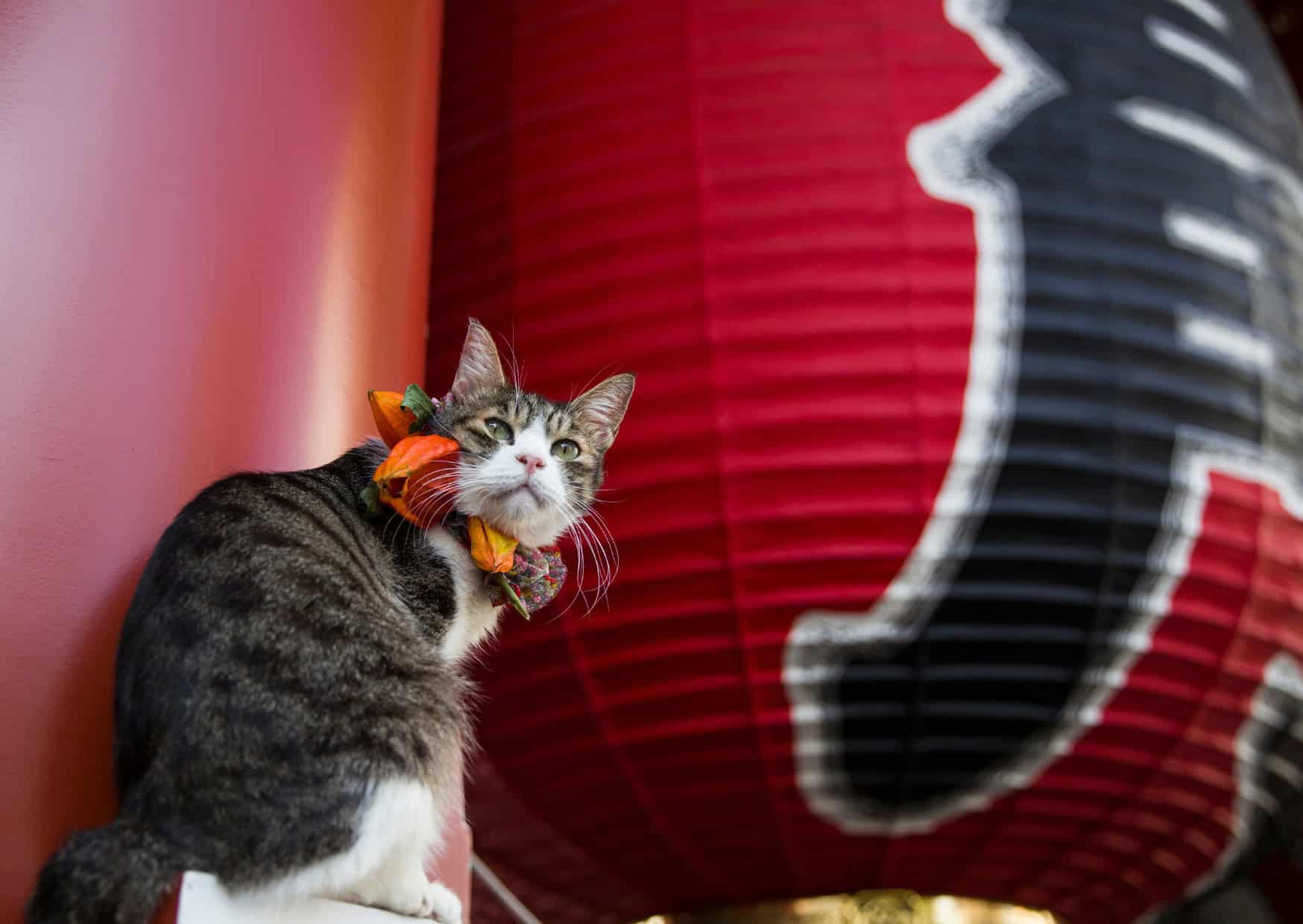 pet friendly travel destinations