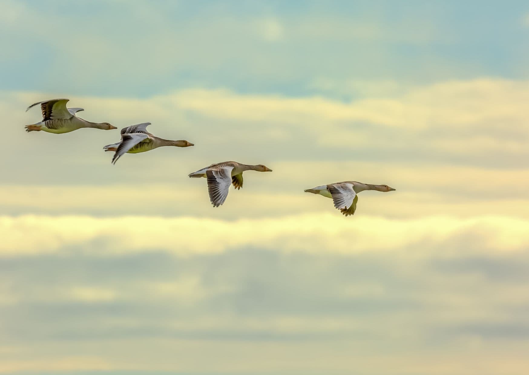 Skomer Island Wales