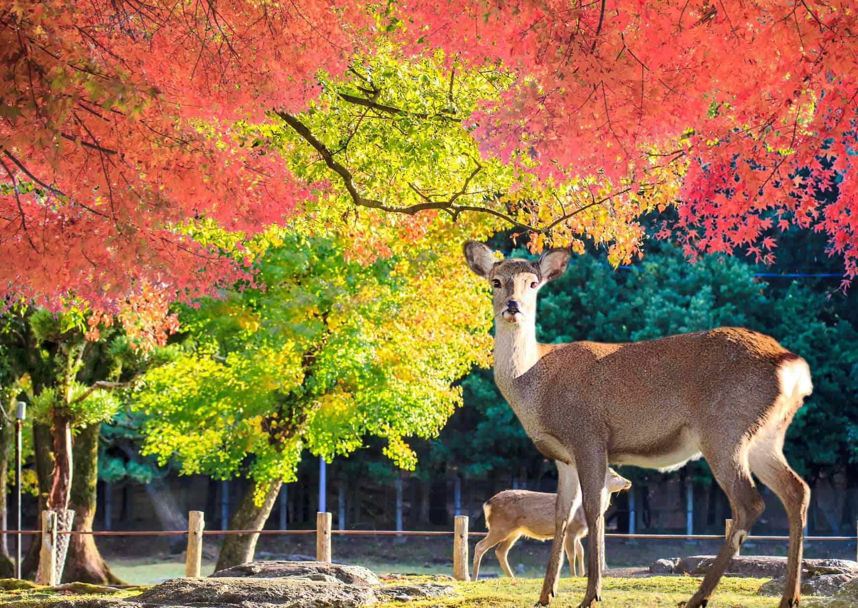 Nara, 