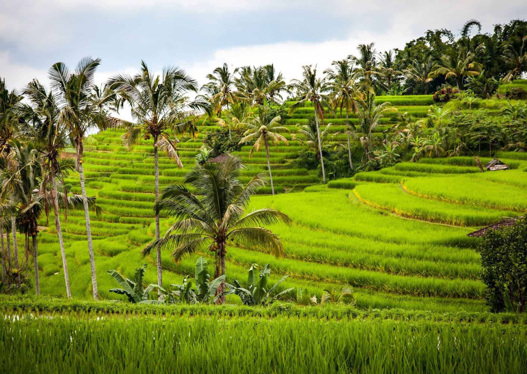 Bali 3