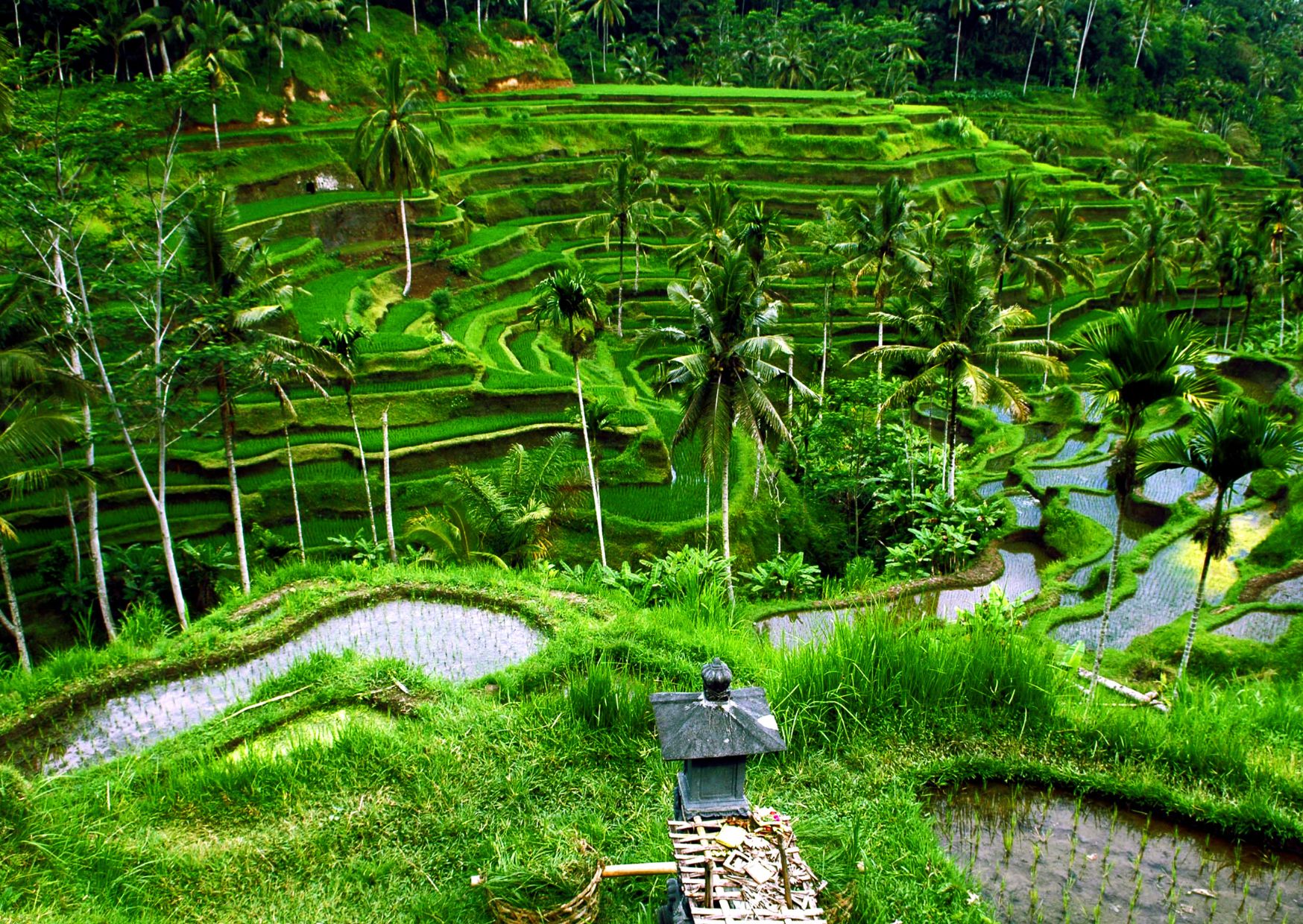 How I Work Remotely While Living in Paradise for $1,200 a Month