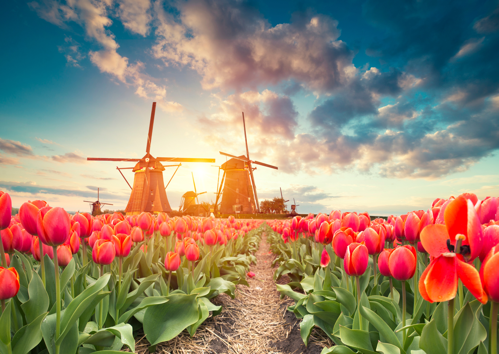 The Netherlands Just Opened A Visa Category Nobody’s Talking About 4 netherlands visa 4