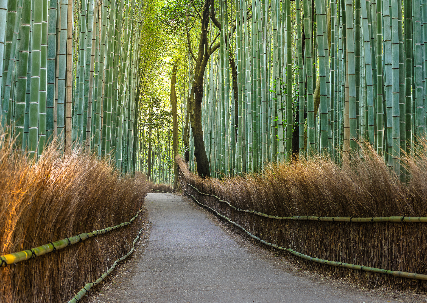 Japan 7