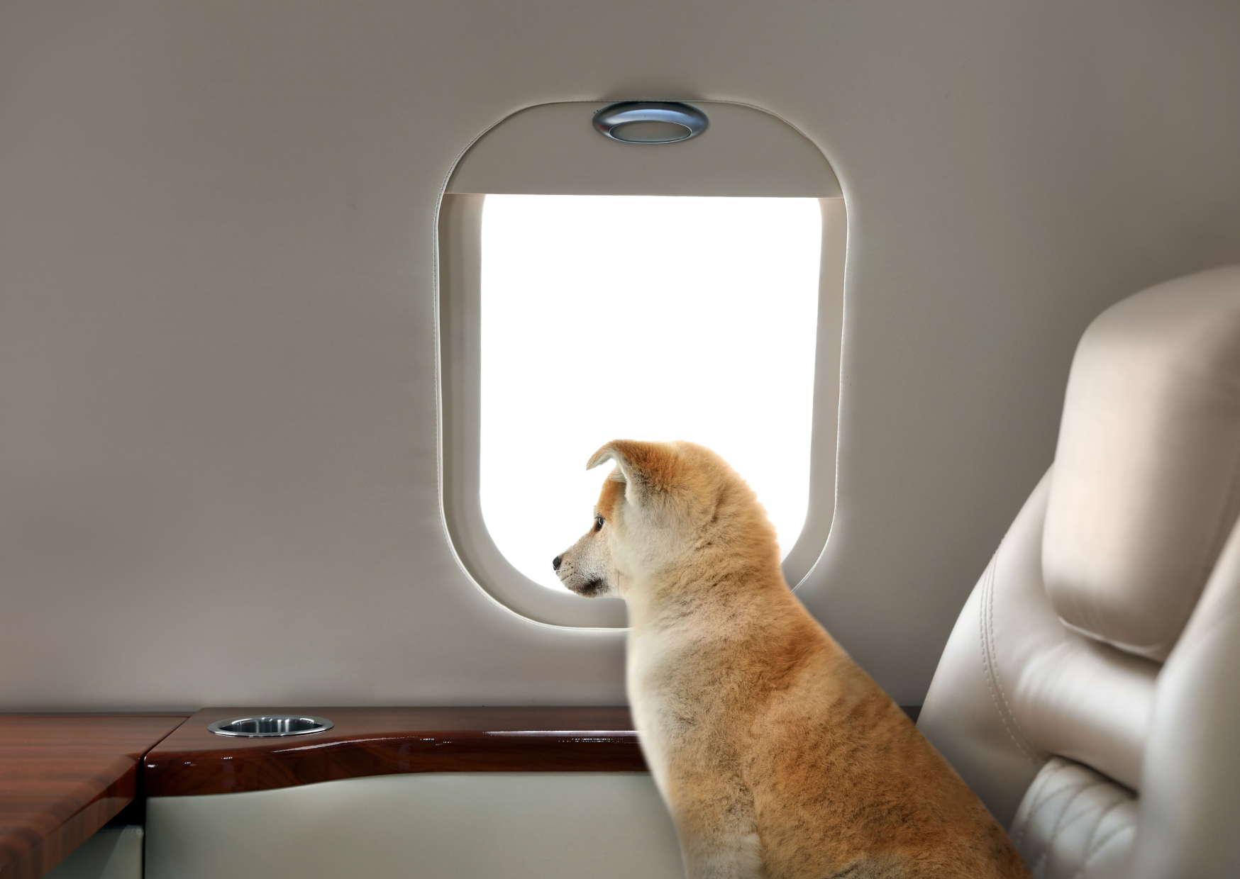 flying a dog to europe 6
